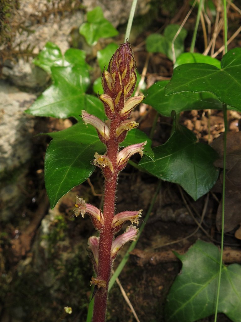 Orobanche hederae